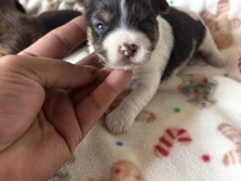 Yorkshire Terrier – Yorkie Parti Girl Puppies available – Guadalupe