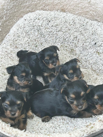 Yorkshire Terrier – Mini yorkshire terriers.