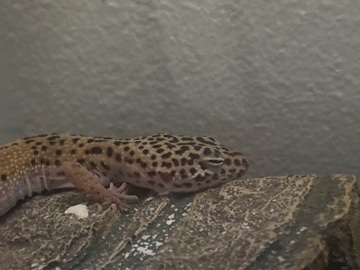 Lizard – Leopard gecko – San Diego