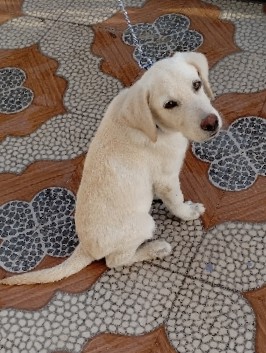Labrador Retriever – Labrador Retriever puppy