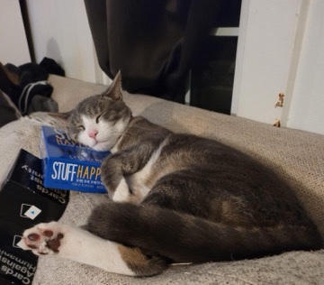 American Shorthair – cuddly giant