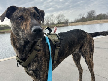 Mixed Breed – rehome Bentley – Bryan