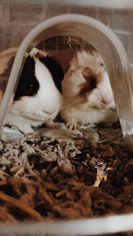 2 Guinea pigs in search of a new loving home!
