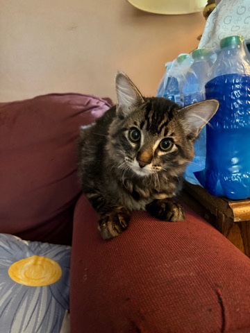 kitten