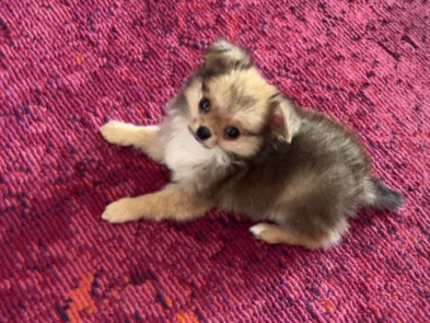 Tiny Adorable Pup Looking for a Loving Home