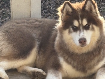 Siberian Husky – Siberian Husky (Free) – Fort Worth