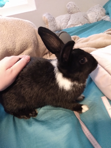 Rex – beautiful female black and white rabbit