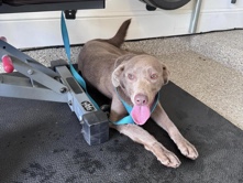 Labrador Retriever – Beautiful Silver Lab – League City