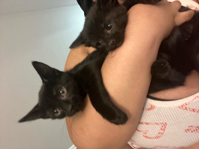 Bombay – kittens – Mayfield Heights
