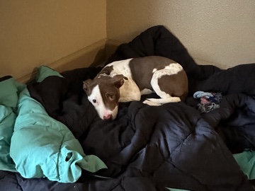 American Pit Bull Terrier – Rehoming Red nose puppy