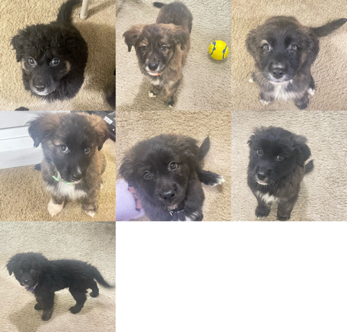 Australian Shepherd – Valentine babies
