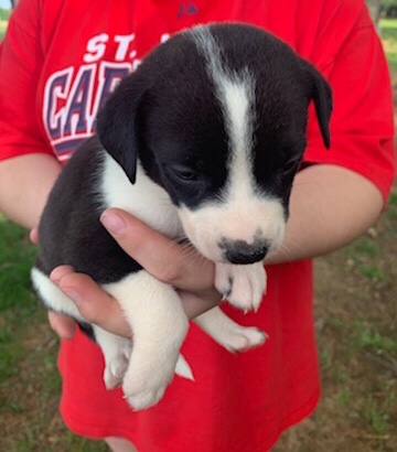 mini Aussie pit bull pups
