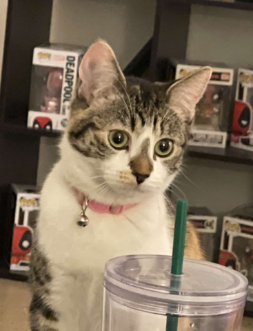 kitty