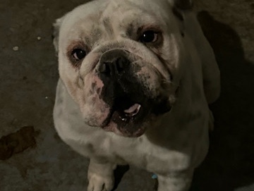 Image of Bulldog