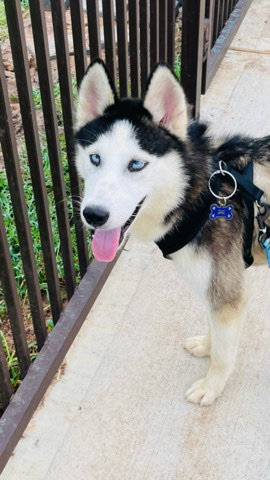 Siberian Husky – boy husky