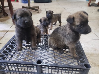 cachorros pastorcitos belga – Ahome