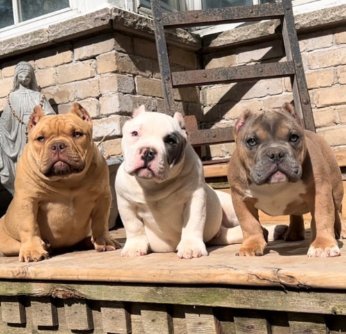 Toy Bulldog – Micro Bulldogs for Sale!