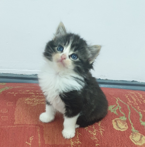 adorable male kitten