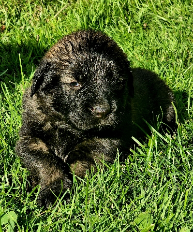 Caucasian Shepherd Dog – AKC and UKC Caucasian Shepherds