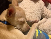 Chihuahua – Loki 💚 – Mesa