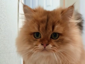 British Longhair – Boy Longhair Golden Chinchilla kitten – Джексонвилль