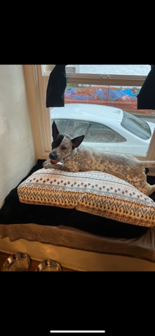 Australian Cattle Dog – Blue Heeler/Great Dane mix