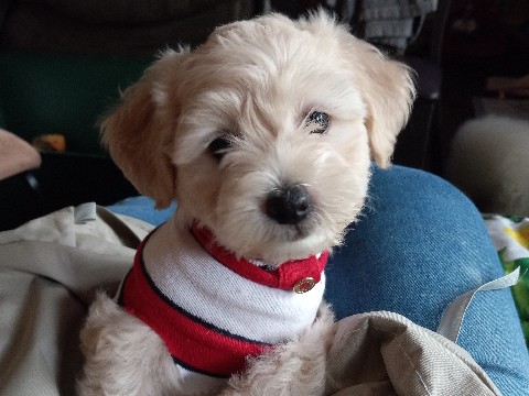 Mixed Breed – maltipoo mixt with bichon – Jefferson City