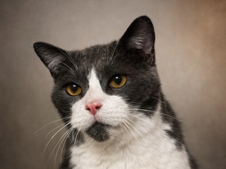 American Shorthair – Harley gets along with cats, dogs and kids – Lake Station
