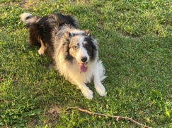 Image of Border Collie