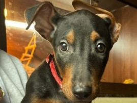 Mixed Breed - Chinese Red Dogs  available for adoption in Manchester