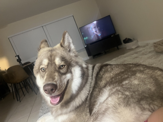 Siberian Husky – rehoming husky mix – Titusville