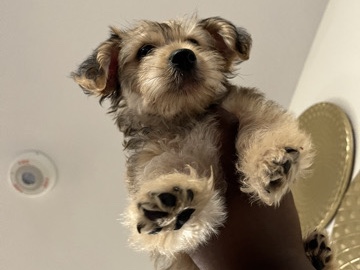Yorkie Poo – Yorkie and bichon – Mesquite