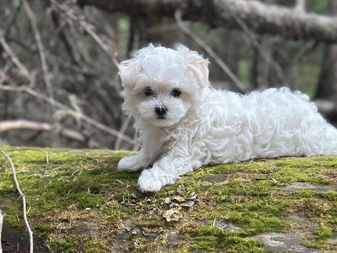 Maltese – Maltese puppy – Mead