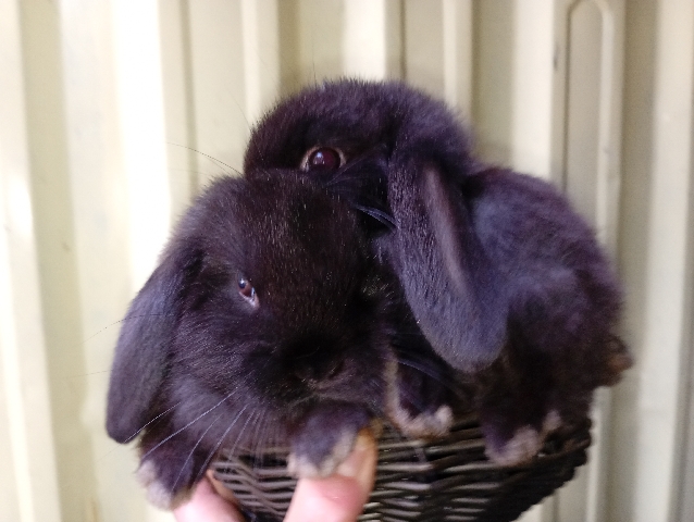 Holland Lop – Coniglietti Ariete – Genova