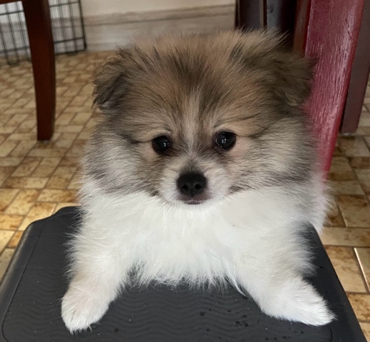 Pomeranian – Pomeranian Puppies for Sale