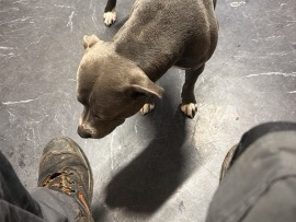 Bull Terrier (Miniature) – Blu – Manchester