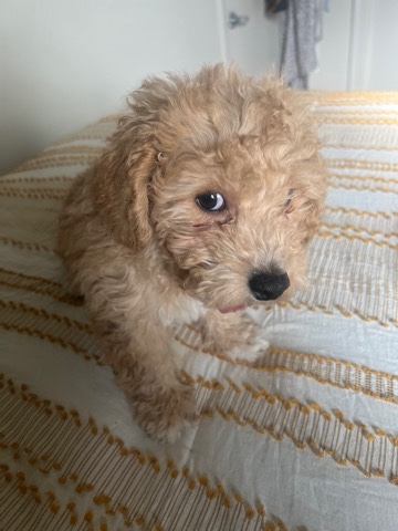 Maltese – Selling puppy