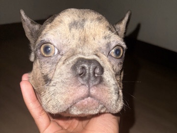 Image of French Bulldog