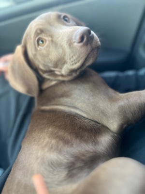 Intelligent Beautiful Puppy 