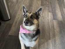 Old German Shepherd Dog – New home for my dog – Issaquah