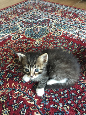 Persian (Modern) – Kittens