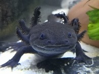 Axolotl - Axolotl mit Zubehör  available for adoption in Nordwalde