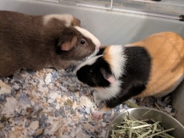 Guinea Pig – bonded pair of guinea pigs – Haines City