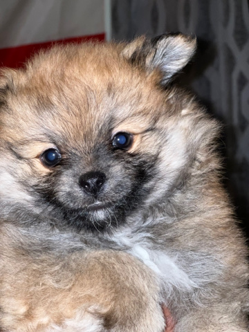Pomeranian – Pomeranian