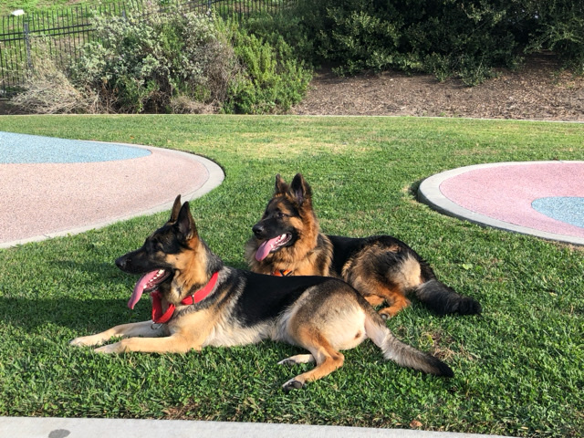 German Shepherd – Akc german shepherd puppiss