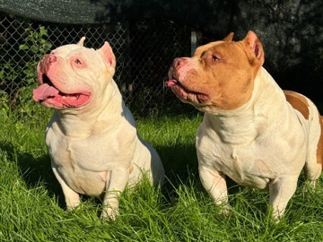 Image of American Bulldog
