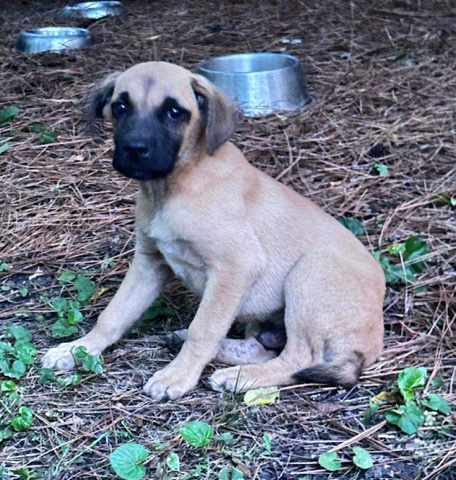 crooks- 5 month black mouth cur