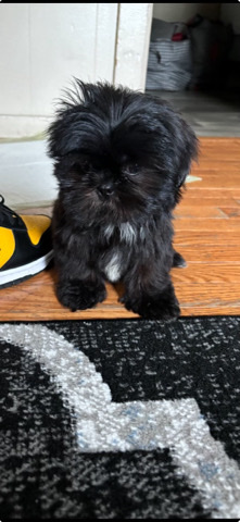 Shih Tzu – Teddy Needs A New Home
