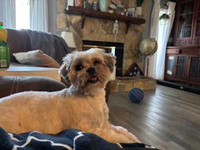 Maltese – Need to re-home Cocoa – Satellite Beach