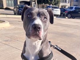 American Pit Bull Terrier - help find a home for storm! available for adoption in San Antonio
